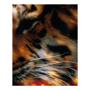 Póster Olho de Tigre Dourado Close-Up Vida Selvagem