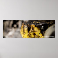 Olho Diamondback Oriental