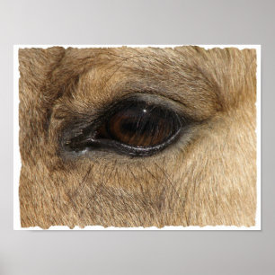 Póster Olho do Buckskin