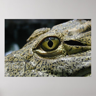 Poster Olho do crocodilo