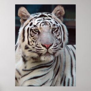 Poster Olho do tigre