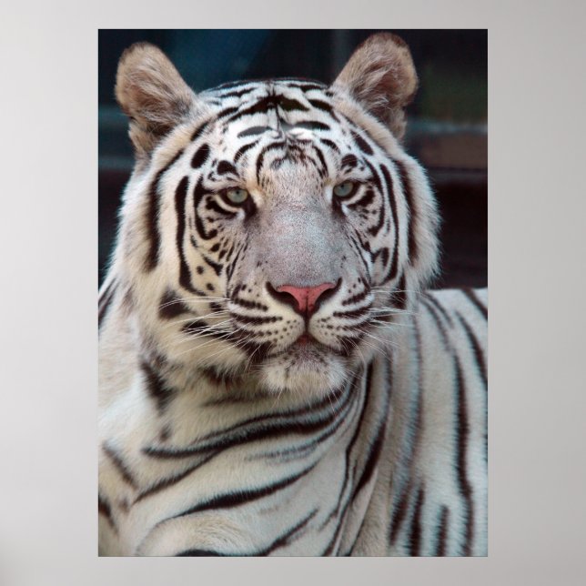 Poster Olho do Tigre (Frente)