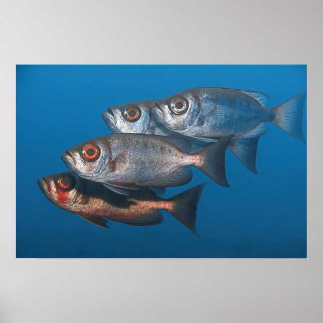 Poster Olhos (Frente)