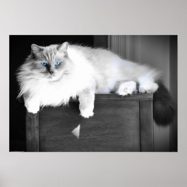 Poster Olhos Azuis (Frente)