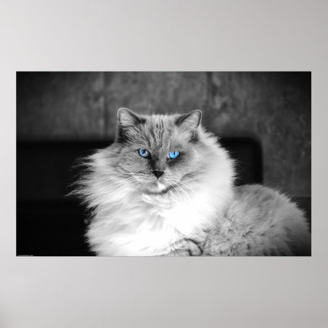 Poster Olhos Azuis (Frente)