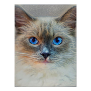 Póster Olhos Azuis de Gato Siameses