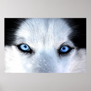 Póster Olhos azuis do rouco Siberian