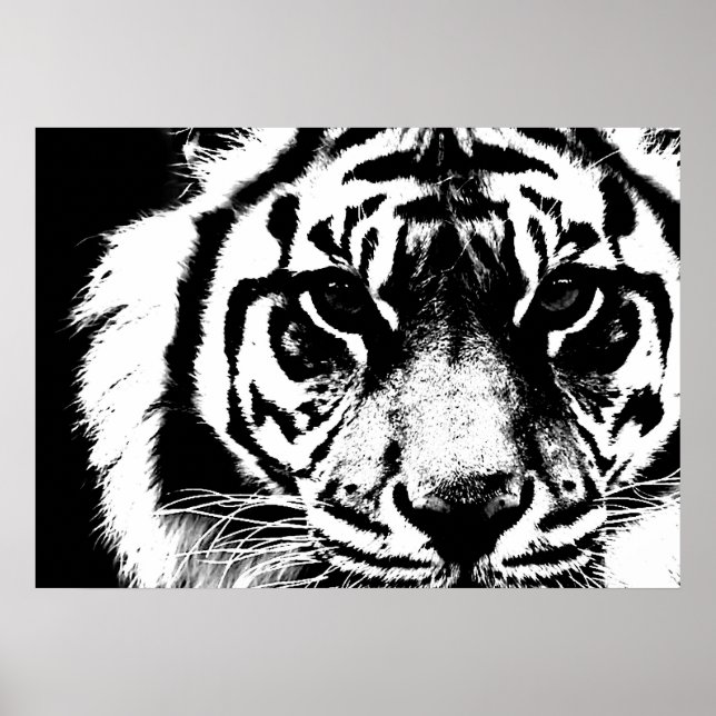 Póster Olhos de Borneo Tiger de Sumatra Preto e Branco (Frente)