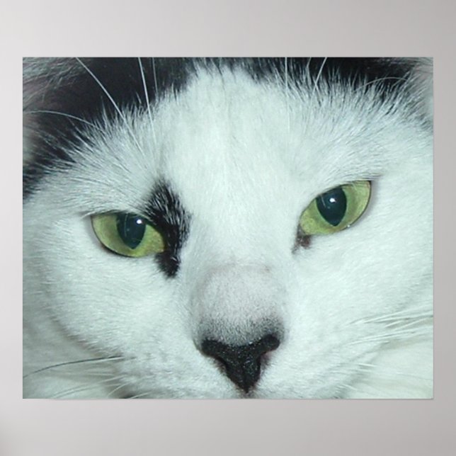 Poster Olhos de Gato (Frente)