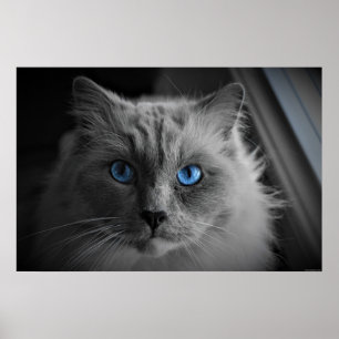 Poster Olhos de Gato, Arte de Parede