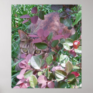 Póster Olhos de gato da chama