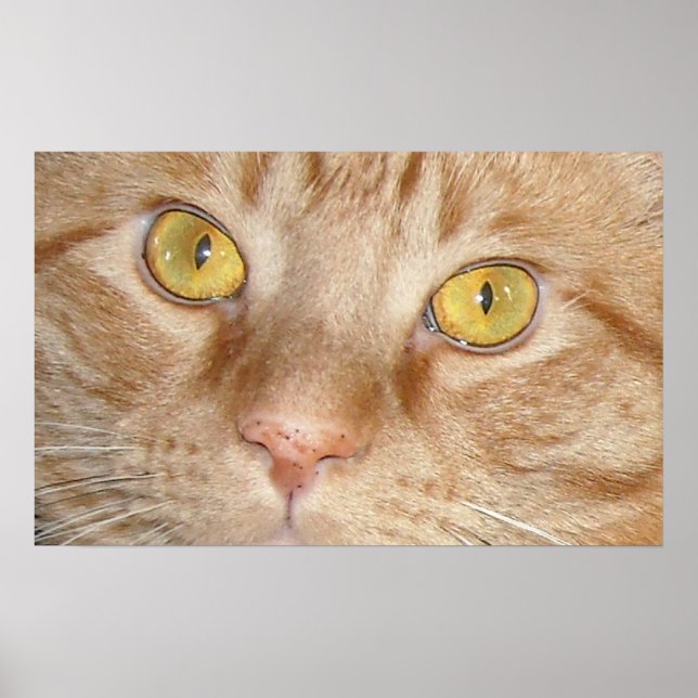 Poster Olhos de Gato de Laranja Tabby (Frente)