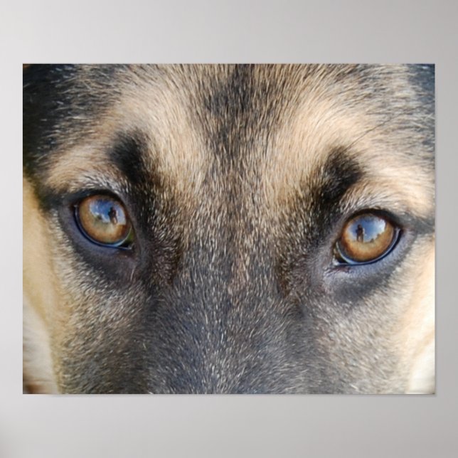 Poster Olhos de german shepherd (Frente)