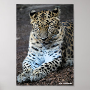Poster Olhos de Leopardo Fechados