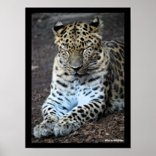 Poster Olhos de Leopardo Fechados