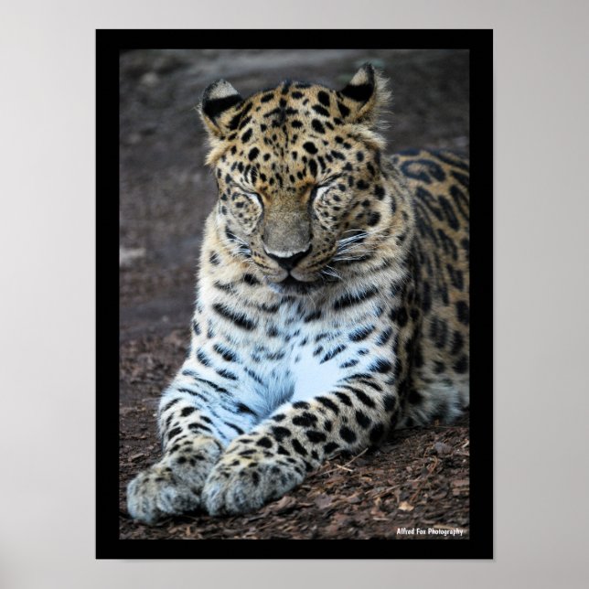 Poster Olhos de Leopardo Fechados (Frente)