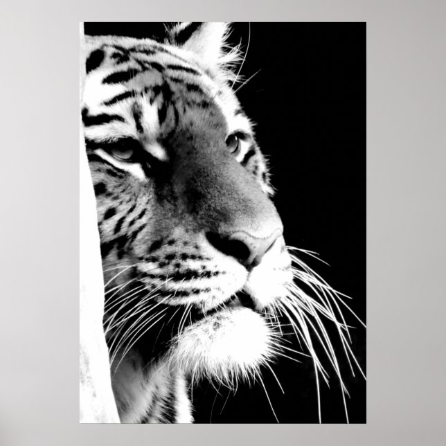 Poster Olhos de Tigre Preto e Branco (Frente)