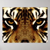 Olhos de um Tigre