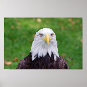 Poster Olhos de uma Águia