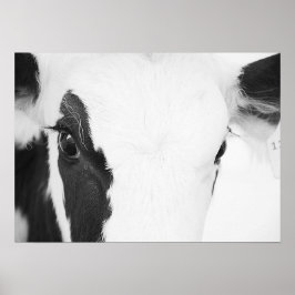 Poster Olhos de Vaca de Holstein Negro e Branco