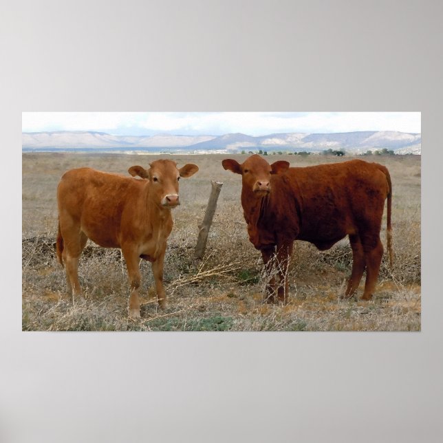 Póster Olhos de Vaca Grandes - Bovinos Vermelhos - Oeste (Frente)