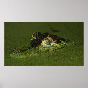Póster Olhos do crocodilo