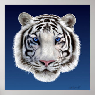 Poster Olhos do Tigre
