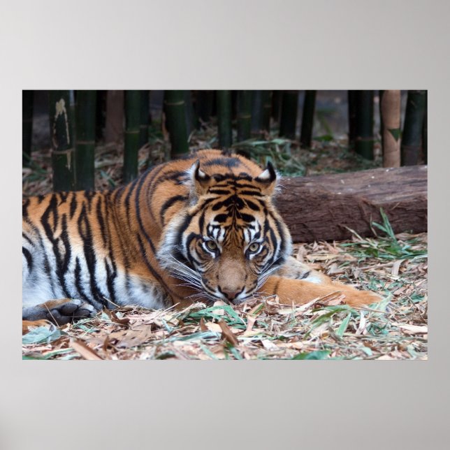 Póster Olhos do Tigre (Frente)