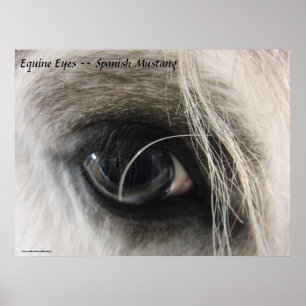 Póster Olhos eqüinos -- Mustang espanhol