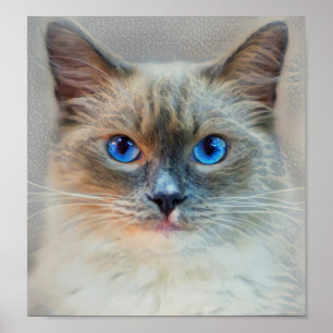 Poster Olhos Gato-Azuis Siamese