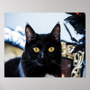 Poster olhos mágicos do gatinho