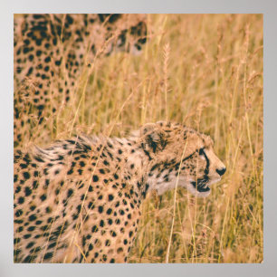 POSTER OLHOS NO ALVO - FOTO DE ANIMAIS LEOPARD