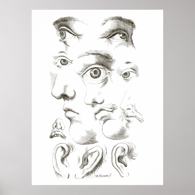 Poster Olhos, Perfil, Desenho de Ouvidos, século XVII, sa (Frente)