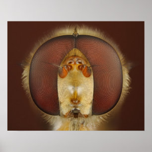 Poster Olhos principais e compostos de uma mosca do pairo