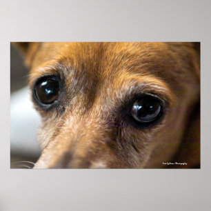 Póster Olhos Tristes