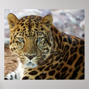 Poster Olhos verdes!