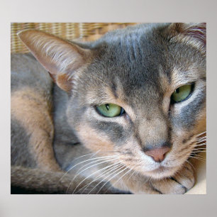 Póster Olhos verdes azuis grandes do gato Abyssinian