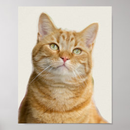 Poster Olhos verdes para o gato Ginger