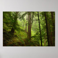 Olimpiadas Rainforest Evergeens e Mist Photo