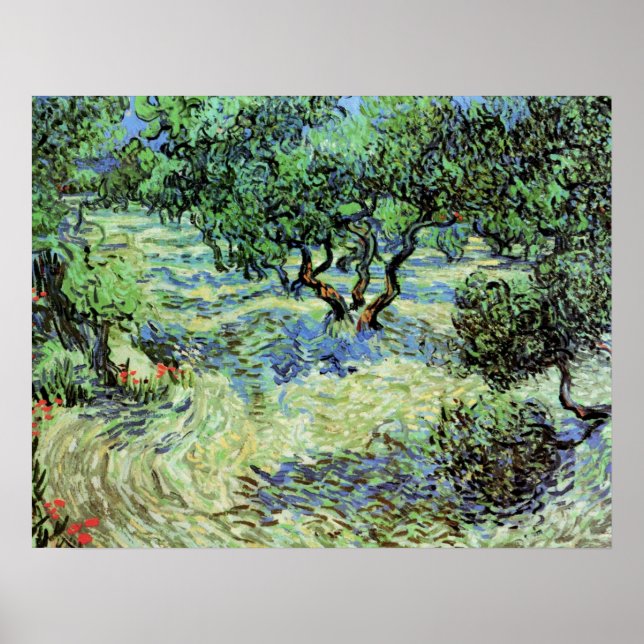 Póster Olive Grove de Vincent van Gogh (Frente)