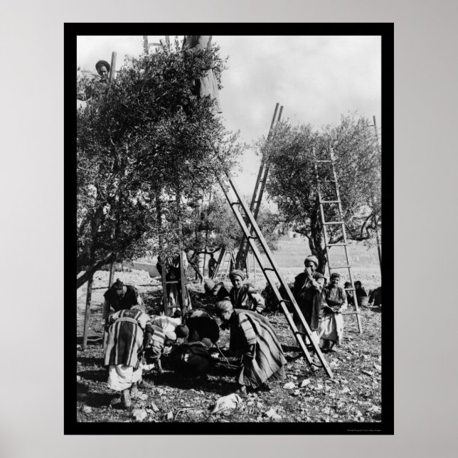 Póster Olive Harvest Palestine 1886 (Frente)