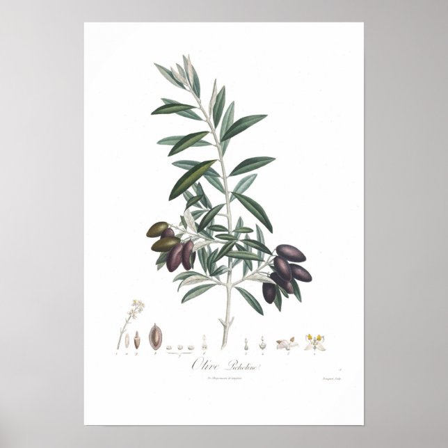 Poster Olive,Olea europaea (Frente)
