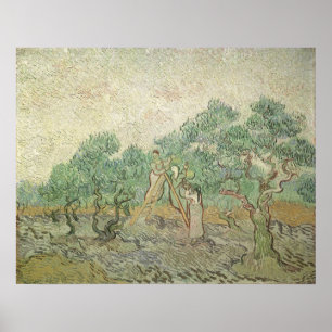 Póster Olive Picking de Vincent van Gogh, Vintage Art