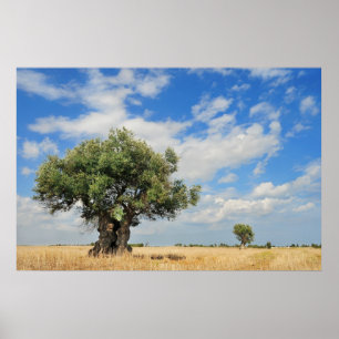 Póster Olive tree