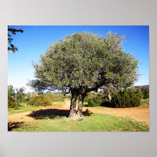 Poster oliveira (Frente)