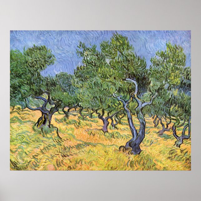 Póster Oliveiras por Vincent van Gogh (Frente)