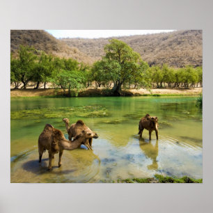 Poster Oman, darbat do barranco, dromedaries que pastam