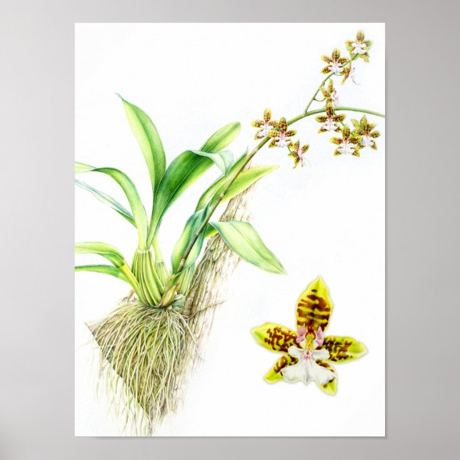 Póster Oncidio Leucochilo, orquídea de arte fina (Frente)