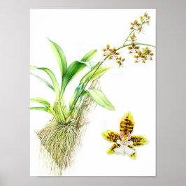 Póster Oncidio Leucochilo, orquídea de arte fina