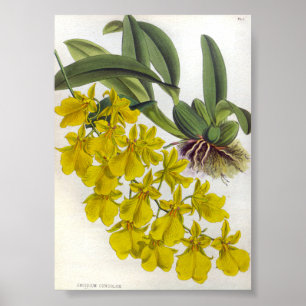 Poster Oncidir Concolor Vintage Orquídeas Lindenia